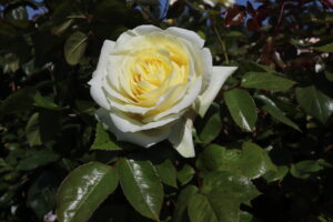 Rosa Elfe