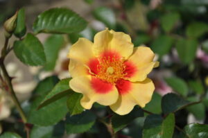 Rosa Eye of the Tiger