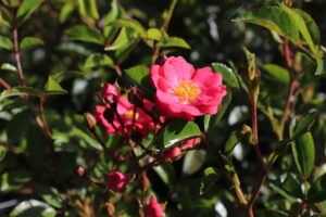 Rosa Fairy King