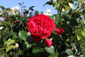 Rosa Florentina