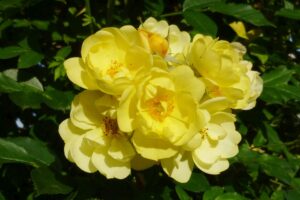 Rosa Golden Age