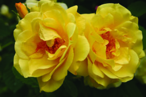 Rosa Golden Gate