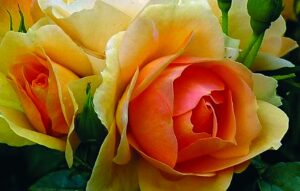 Rosa Hansestadt Rostock