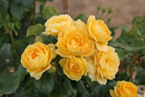 Rosa Indiane