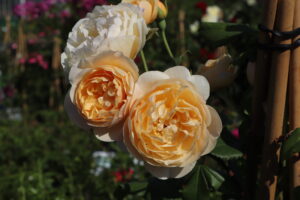 Rosa Roald Dahl®
