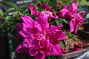 Rosa Rotes Meer