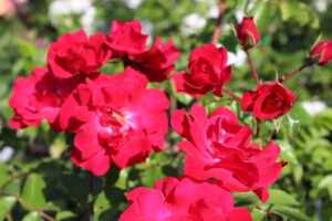 Rosa Rotilia