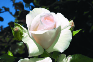 Rosa Schneewalzer