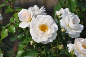 Rosa Sirius
