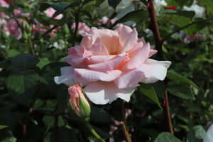 Rosa A Whiter Shade of Pale