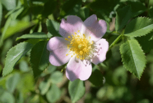 Rosa Canina