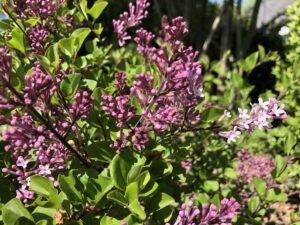 Syringa meyeri Palibin