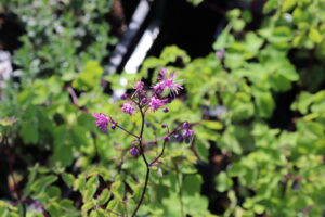 Thalictrum Black Stockings