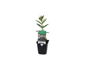 Veronicastrum virginicum Diana