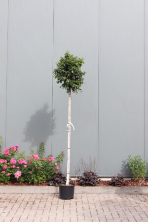 Betula pendula Globe