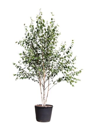Betula utilis Doorenbos