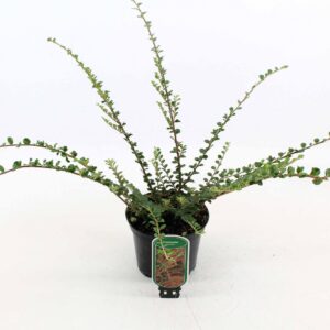 Cotoneaster horizontalis
