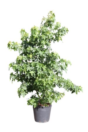 Liquidambar styraciflua