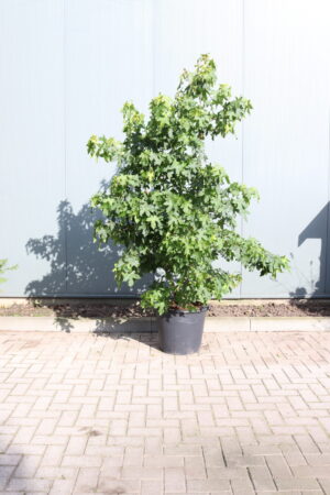 Liquidambar styraciflua