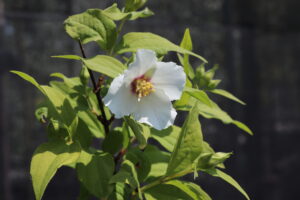 Philadelphus Belle Etoile