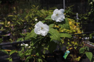 Philadelphus Virginal