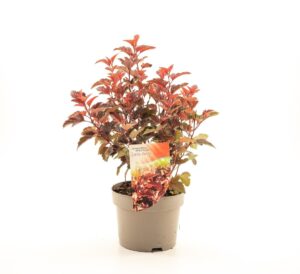 Physocarpus opulifolius Little Angel