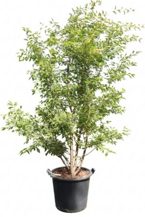 Prunus The Bride
