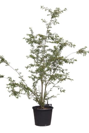 Prunus The Bride