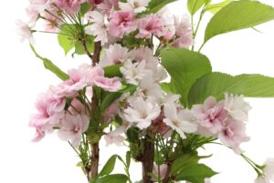 Prunus serrulata Amanogawa