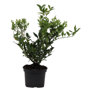 Sarcococca confusa