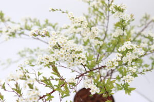 Spiraea cinerea Grefsheim