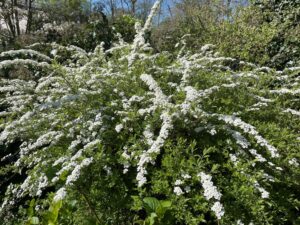 Spiraea vanhouttei
