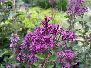 Syringa Bloomerang Dark Purple