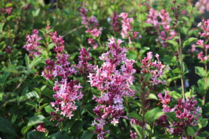 Syringa Bloomerang Pink Perfume