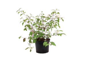 Viburnum plicatum Kilimandjaro Sunrise