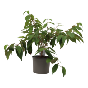 Viburnum plicatum Mariesii