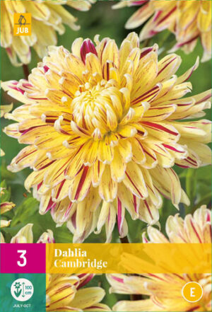 Dahlia Cambridge