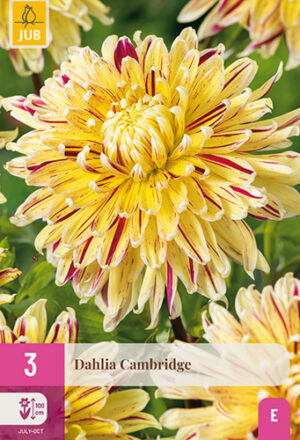 Dahlia Cambridge