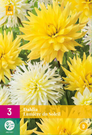 Dahlia Lumière du Soleil