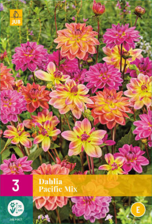 Dahlia Pacific Mix