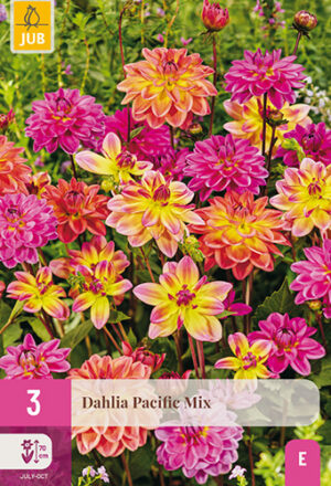 Dahlia Pacific Mix