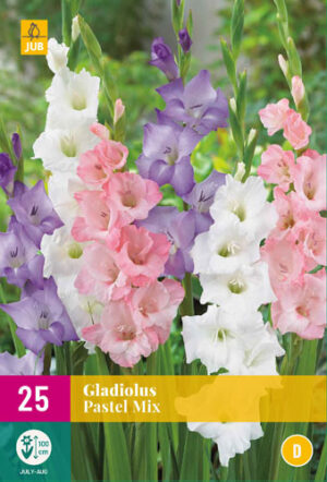 Gladiolus Pastel mix