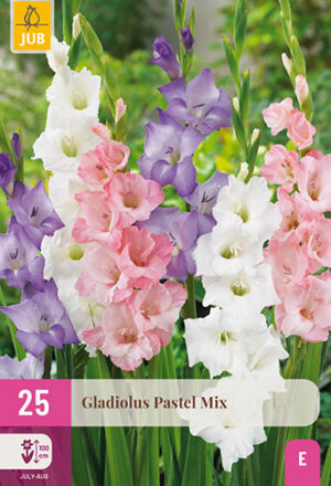 Gladiolus Pastel mix