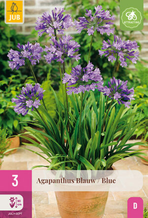 Agapanthus Blauw