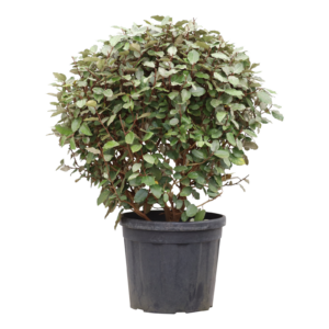Elaeagnus ebbingei Compact