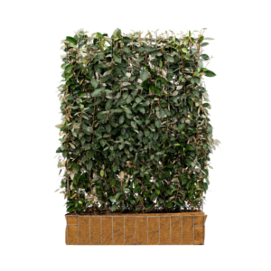 Elaeagnus ebbingei Kant-en-Klaar Haag