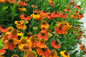 Helenium Waltraut
