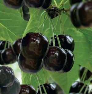 Prunus avium Burlat