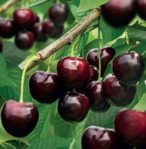Prunus avium Kordia
