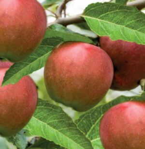 Malus domestica Gloster